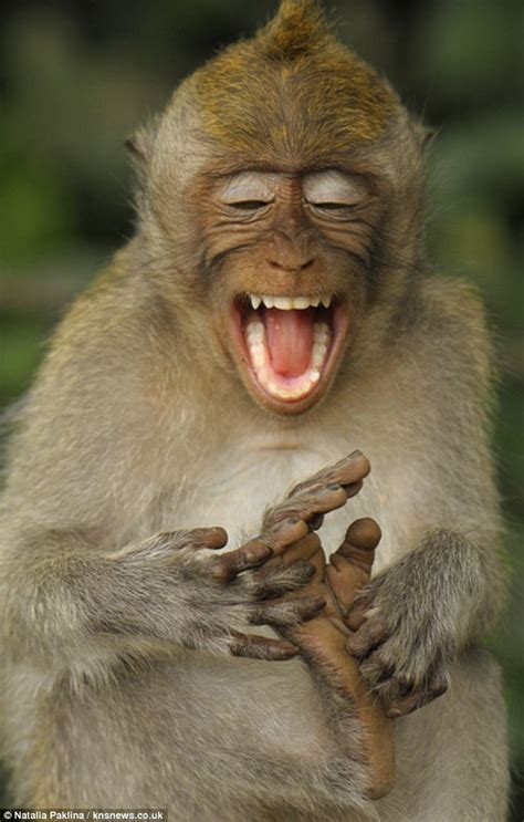 Cheeky monkey. 0:00 / 3:02. THE BEST 5 Cheeky Monkeys Jumping on the Bed | 5 Little Monkeys | Nursery Rhyme | Cheeky Monkey Club. Cheeky Monkey Club - Sing, Dance & Play … 