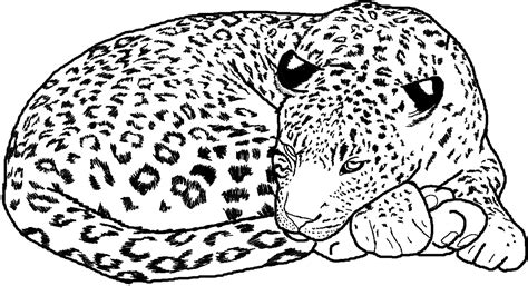 Cheetah Coloring Pages Printable