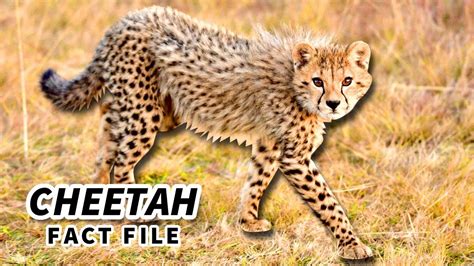 Cheetah Facts: the FASTEST land ANIMAL 🐆💨 Animal Fact Files