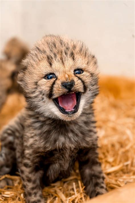Cheetah Image