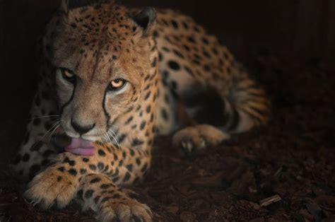 Cheetah Licks Eric