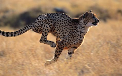 Cheetah speed. Things To Know About Cheetah speed. 