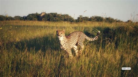 Cheetah speed