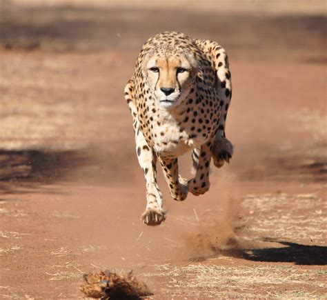 Cheetah turkcesi