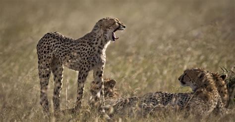 Cheetahs become more nocturnal on hot days. Climate change may up conflicts among Africa’s big cats.