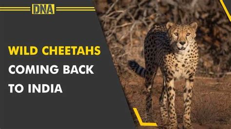 Cheetahs from Namibia to India: World