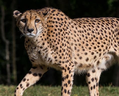 Cheetahs san diego. CHEETAHS - Updated March 2024 - 27 Photos & 165 Reviews - 8105 Clairemont Mesa Blvd, San Diego, California - Strip … 