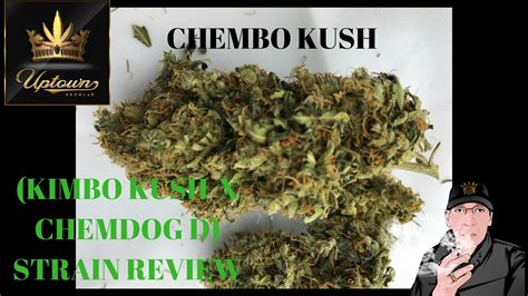 Chembo Kush (Kimbo Kush x Chemdog D) Strain Review