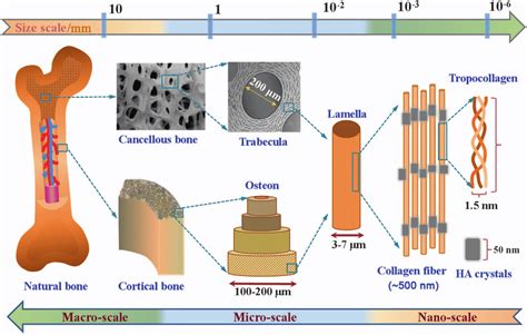 Chemical Composition of Bone - Structures of Bones