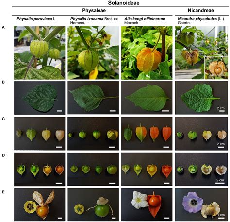 Chemical Constituents from Physalis Calyx seu Fructus and Their ...