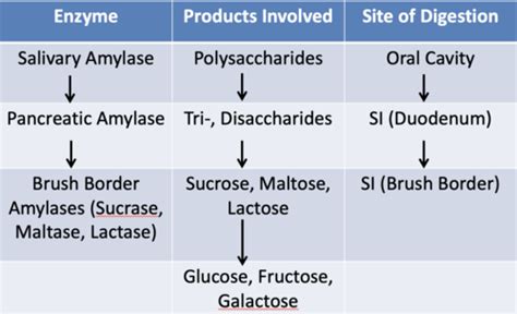 Chemical digestion Flashcards Quizlet