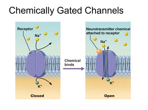 Chemically gated ion channel - Oxford Reference