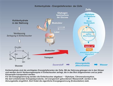Chemie und physiologie der farbstoffe, kohlehydrate und proteïnsubstanzen. - Descargar el manual de corel draw x3.