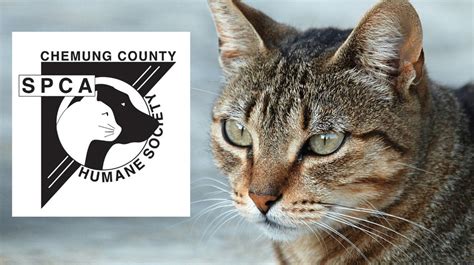 Chemung county spca. FIND YOUR NEW BEST FRIEND. All of our animals are spayed/neutered before they can be adopted. Please note that applications can take up to 24-hours to be approved. We have partnered with several PetSmart locations for our cat adoptions. If a cat is at PetSmart, the address and phone number will be listed with the cats information. Confidently ... 