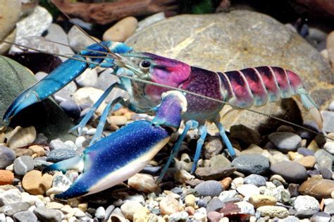 Cherax