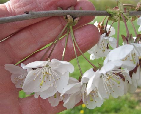 Cherry - Tree Guide UK - Wild Cherry tree identification