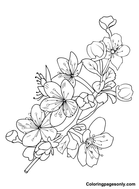 Cherry Blossom Coloring