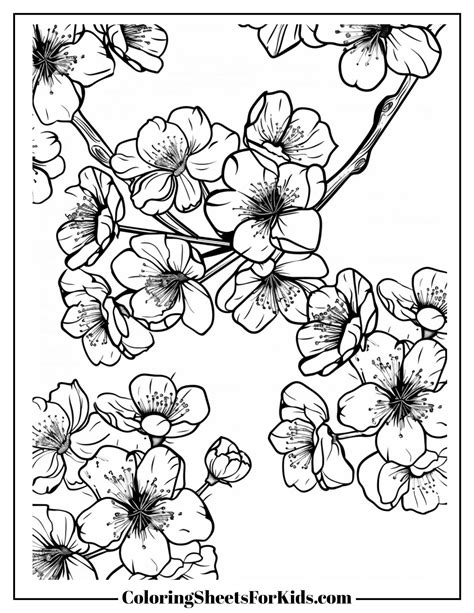 Cherry Blossoms Coloring