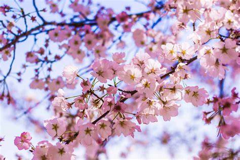 Cherry Blossoms Onlyfans Nude