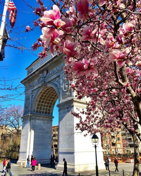 Cherry Blossoms in NYC - YouTube