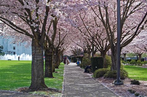 Cherry Blossoms in Oregon: When They Bloom and …