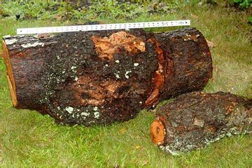 Cherry Burl for sale LumberJocks Woodworking Forum