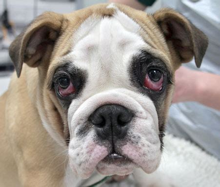 Cherry Eye In Bulldog Puppy