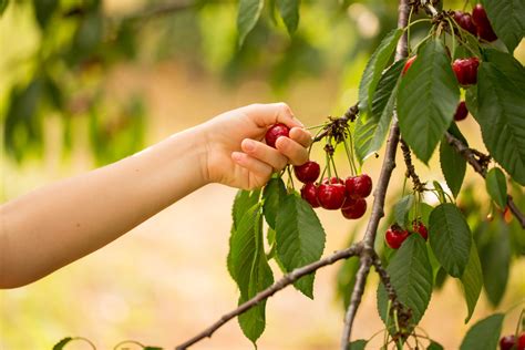 Cherry Picking