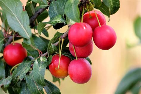 Cherry Plum: Everything That You Need To Know - Fruigees