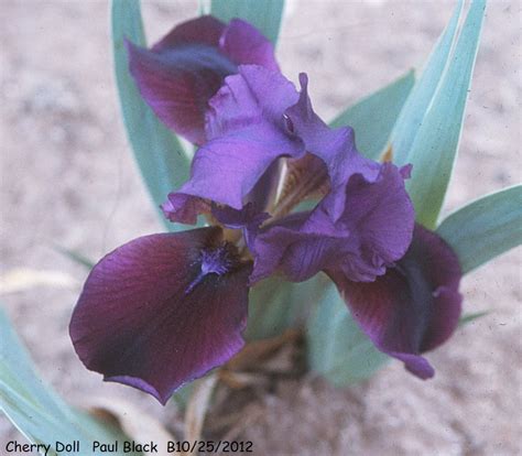 Cherry The Doll Onlyfans Leaked (SEX) 💋 212 Videos