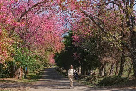 Cherry Tree Blossoms of Thailand - Hole in the Donut Travel