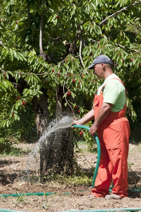 Cherry Tree Irrigation Guide – Tips For Watering …