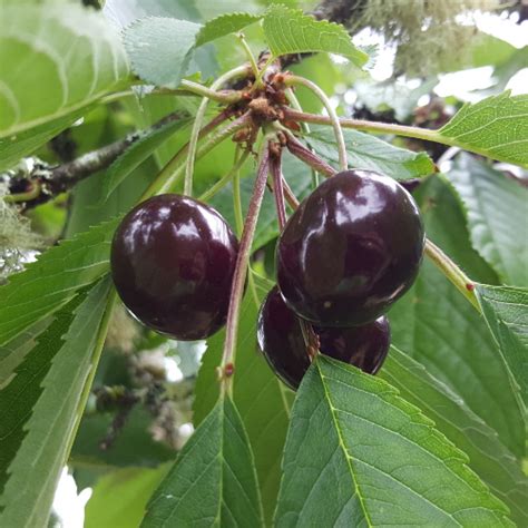 Cherry Trees for Sale Burnt Ridge Nursery Buy Cherry …