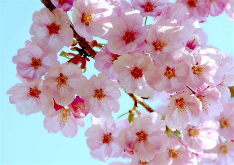Cherry blossom pornhub. Things To Know About Cherry blossom pornhub. 