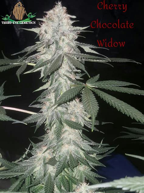 Find information about the Cherry Chocolate Widow Gold Pre P