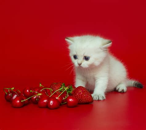 Cherry kitten. Kitten. ·. February 13 at 7:35 AM ·. Follow. Cherry Cherry lady #fresh #cherry. Most relevant. Marvin Rafael. Aleluya cuanta Fruta creo Dios para el deleite del ser humano. 23h. 