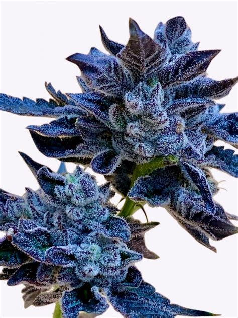 Strain Information. Hybrid - 50% Sativa /50% Indica. THC: 12% - 19%, CBD: 12 %. Cherry Wu is an evenly balanced hybrid strain (50% indica/50% sativa) created through an unknown combination of other deliciously fruity strains. Although its exact parentage is kept a closely guarded secret by its breeders, Cherry Wu is often sought out for its ...
