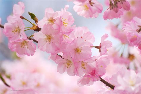 Cherry_blossom. Things To Know About Cherry_blossom. 