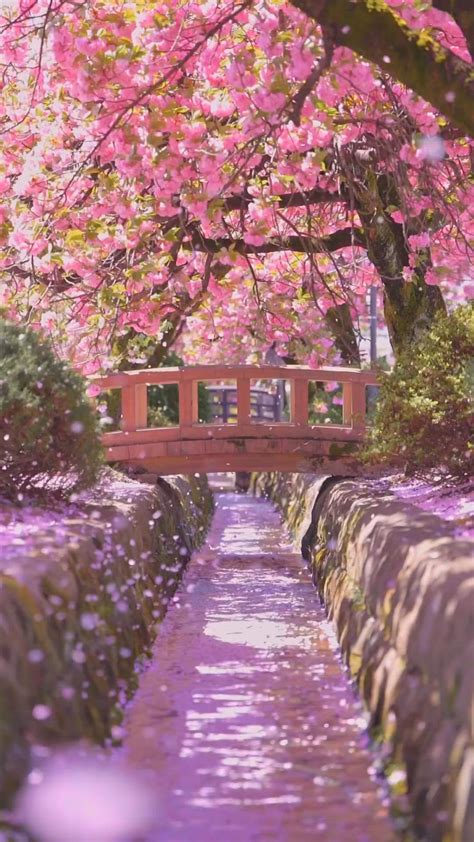 Cherryblossom Onlyfans Leak