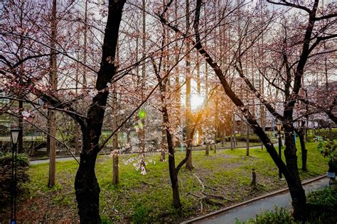 Cherrykohai Leaked 🍌 +18