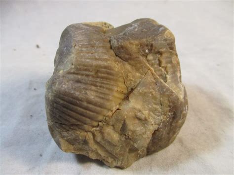 What is a fossil? How do they form? Advertisement The term fossil describes a wide range of natural artifacts. Generally speaking, a fossil is any evidence of past plant or animal life that is preserved in the material of the Earth's crust..... 