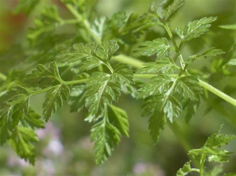 Chervil - characteristics, cultivation, care and use - live-native.com