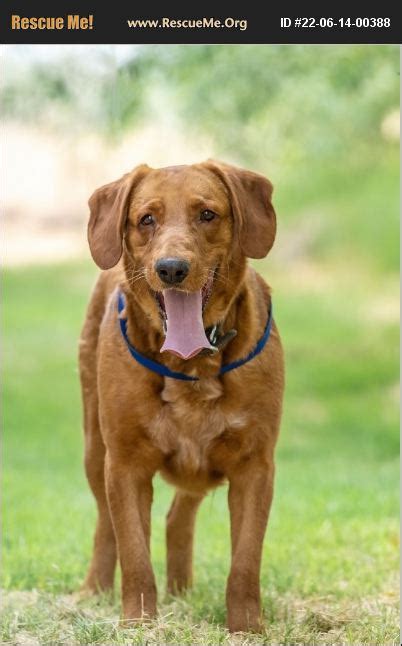 Chesapeake Bay Retriever Rescue Arizona