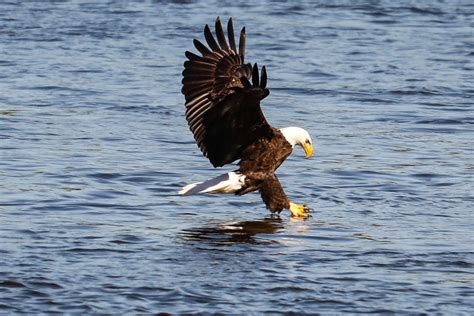 Chesapeake Bay eagle population has recovered, but now there’s competition for territory