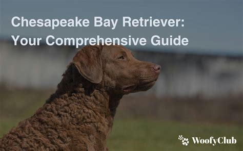 Chesapeake bay retriever comprehensive owners guide. - La arquitectura de la ciudad global.
