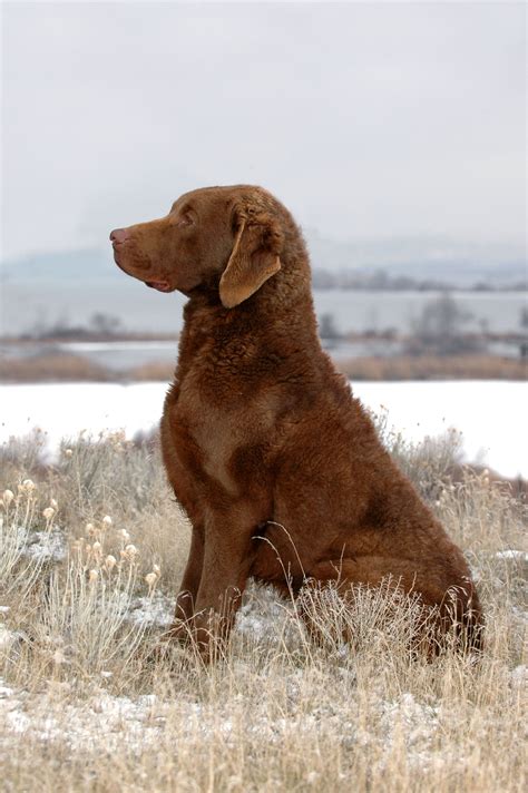 Chesapeake lab puppy. Differences Between Lab and Chesapeake Bay Retriever. The Labrador Retriever and the Chesapeake Bay Retriever are very different dogs. While they weigh about the same, Labrador Retrievers are quite shorter … 
