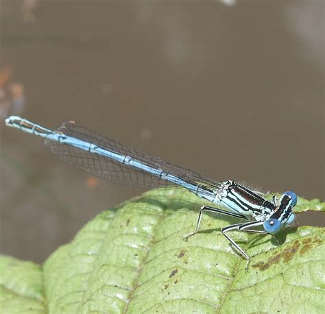 Cheshire Dragonflies Website/blog