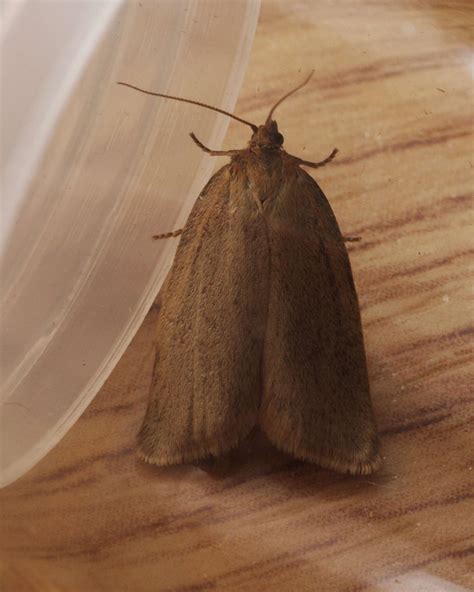 Cheshire Moths - Timothy Tortrix (Zelotherses paleana)