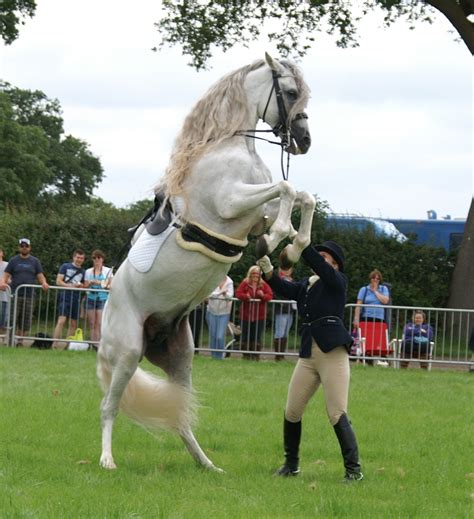 Cheshire horse. Things To Know About Cheshire horse. 