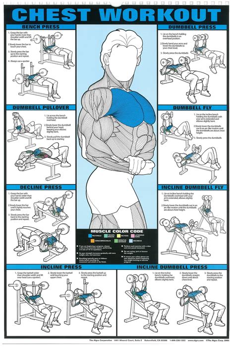 Chest Exercise Chart Free Printable Gym Workout Routines Free Printable